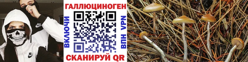 darknet состав  закладка  Иноземцево  Псилоцибиновые грибы прущие грибы 